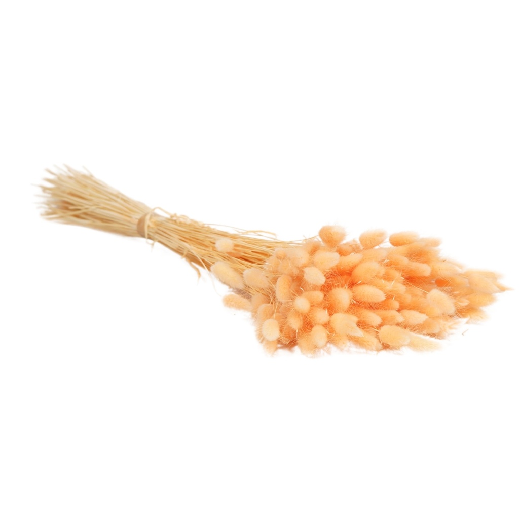 Dried Flowers - Lagurus Light Peach