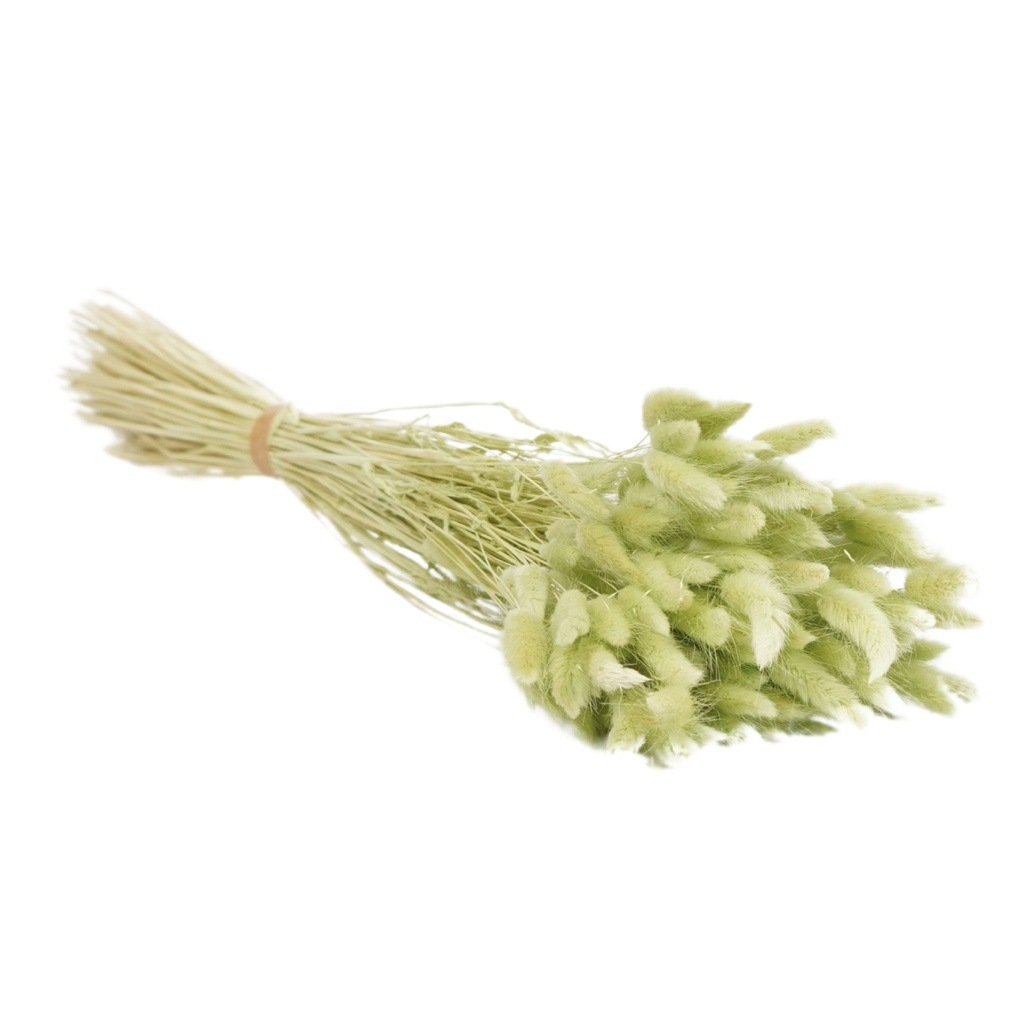 Dried Flowers - Lagurus Soft Lime