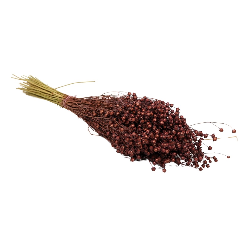 Dried Flowers - Linium Burgundy