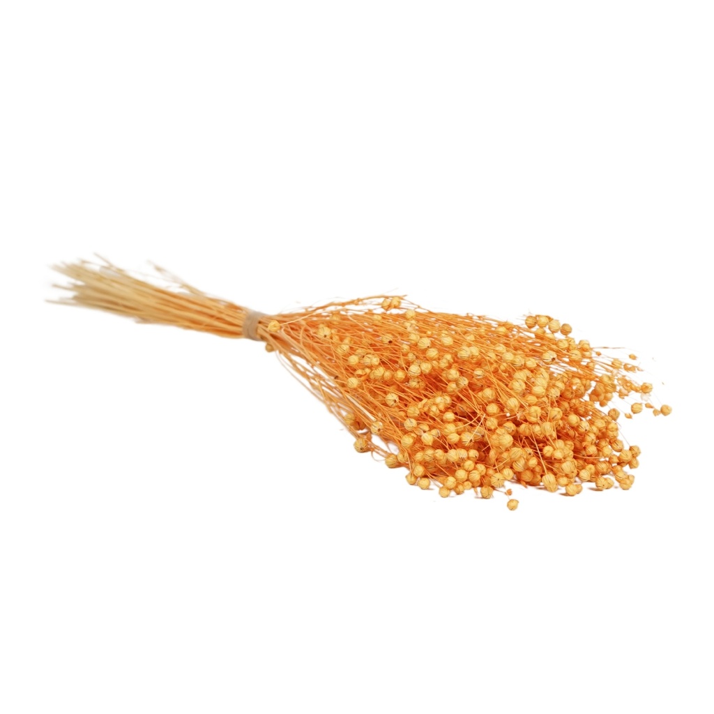 Dried Flowers - Linium Peach