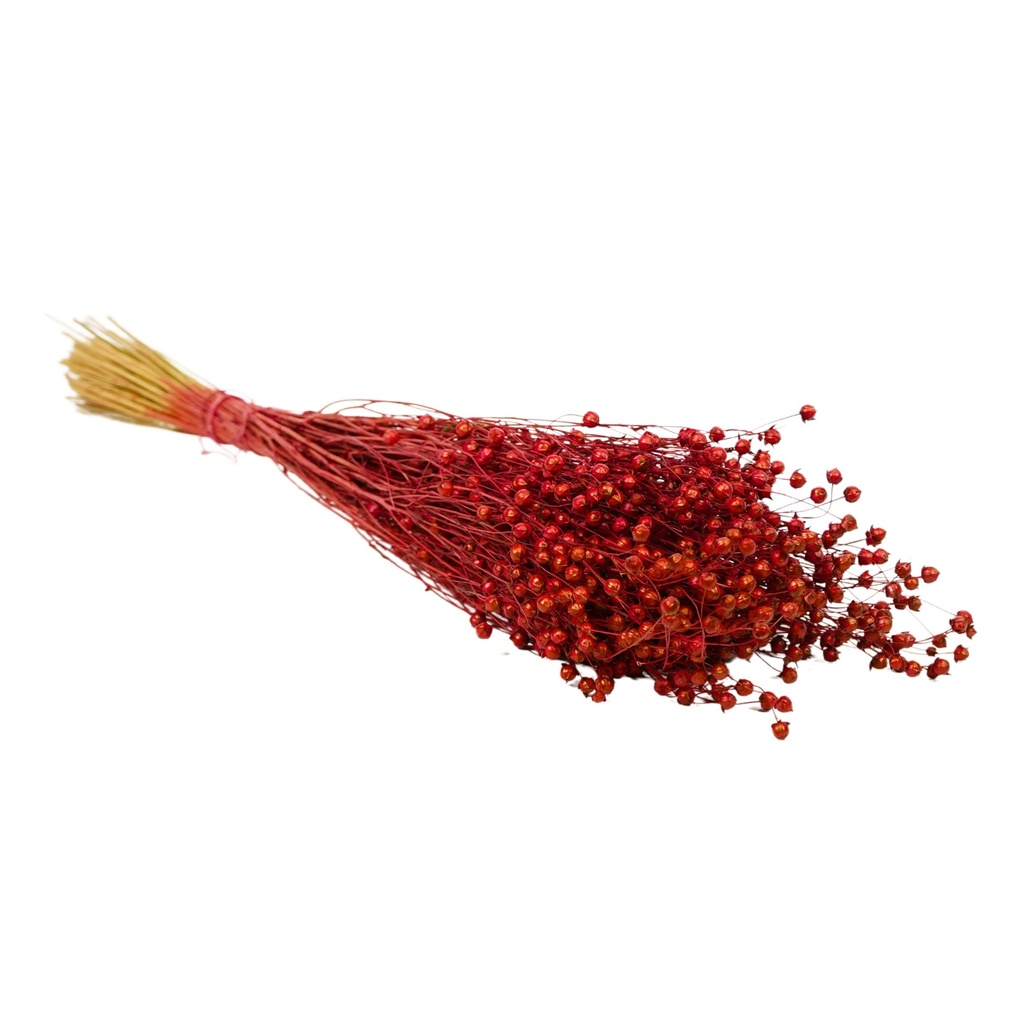 Dried Flowers - Linium Red