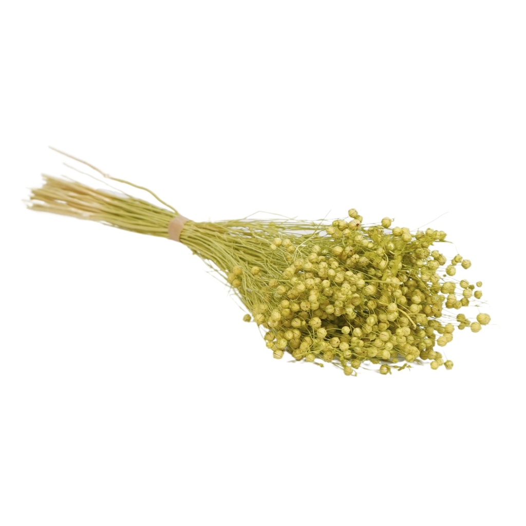 Dried Flowers - Linium Soft Lime