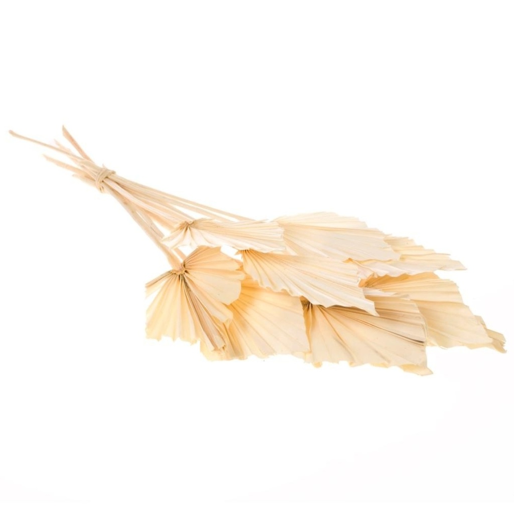 Dried Flowers - Palmspear Bleached