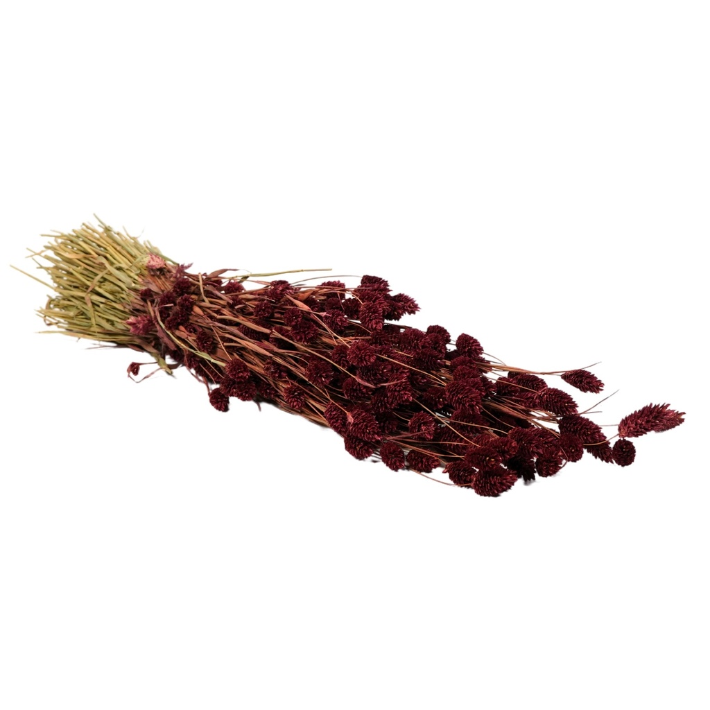 Dried Flowers - Phalaris Burgundy