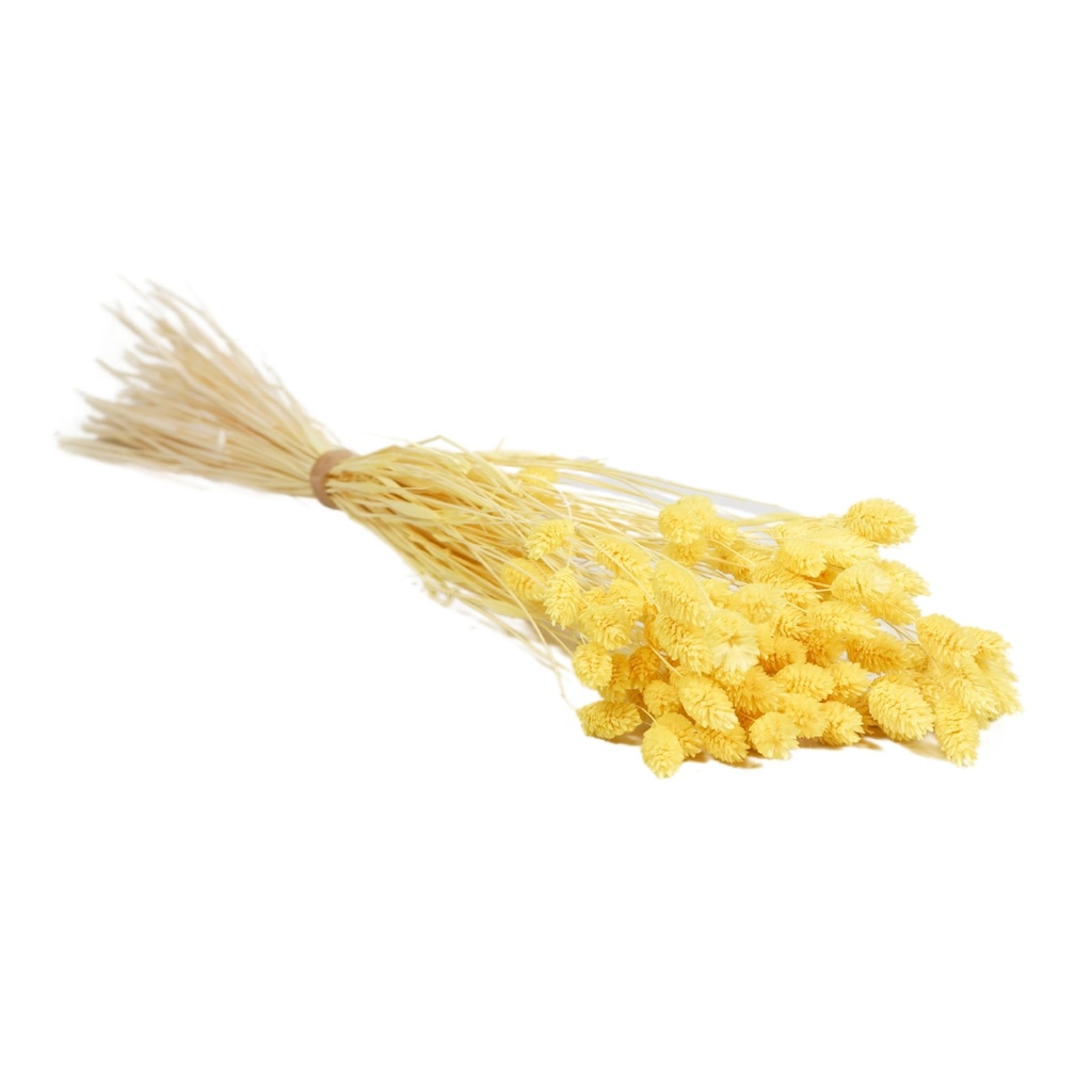 Dried Flowers - Phalaris Light Yellow