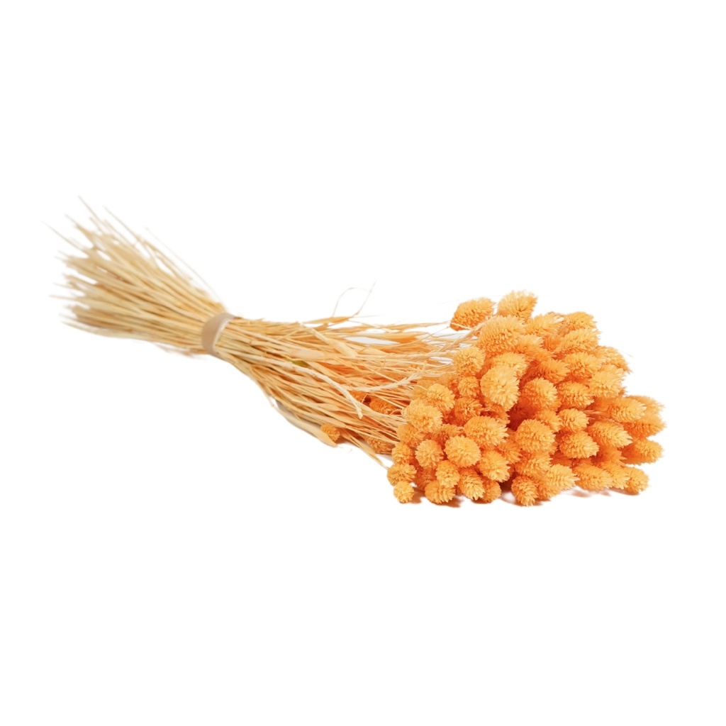 Dried Flowers - Phalaris Peach