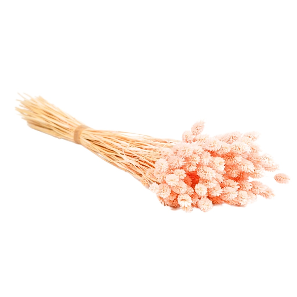 Dried Flowers - Phalaris Pink Pastel