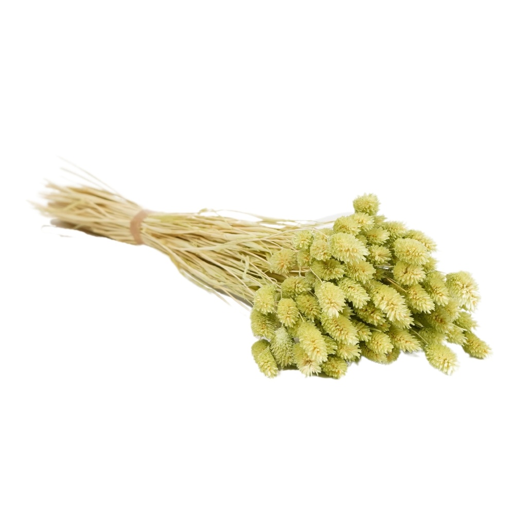 Dried Flowers - Phalaris Soft Lime