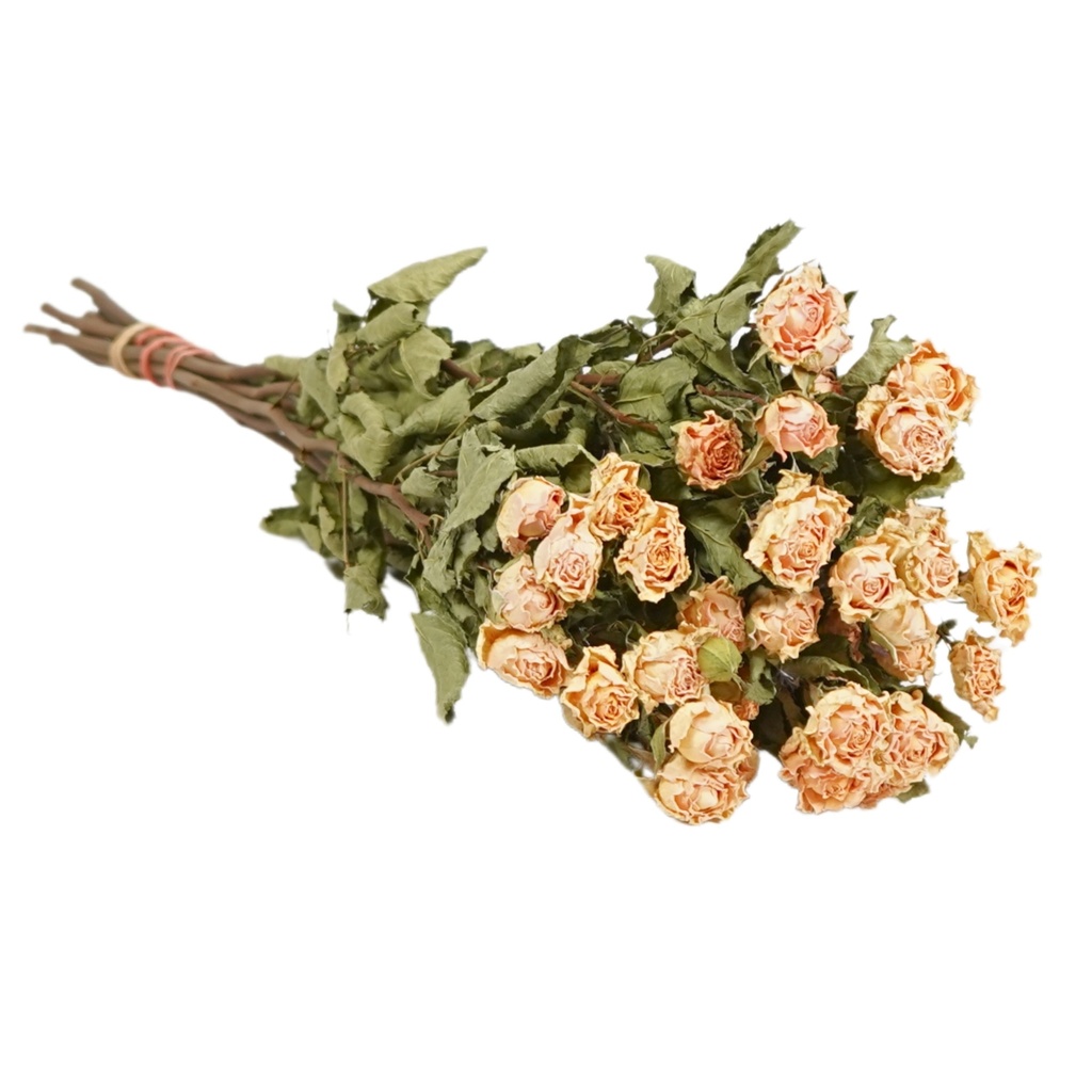 Dried Flowers - Spray Roses Natural Soft Peach