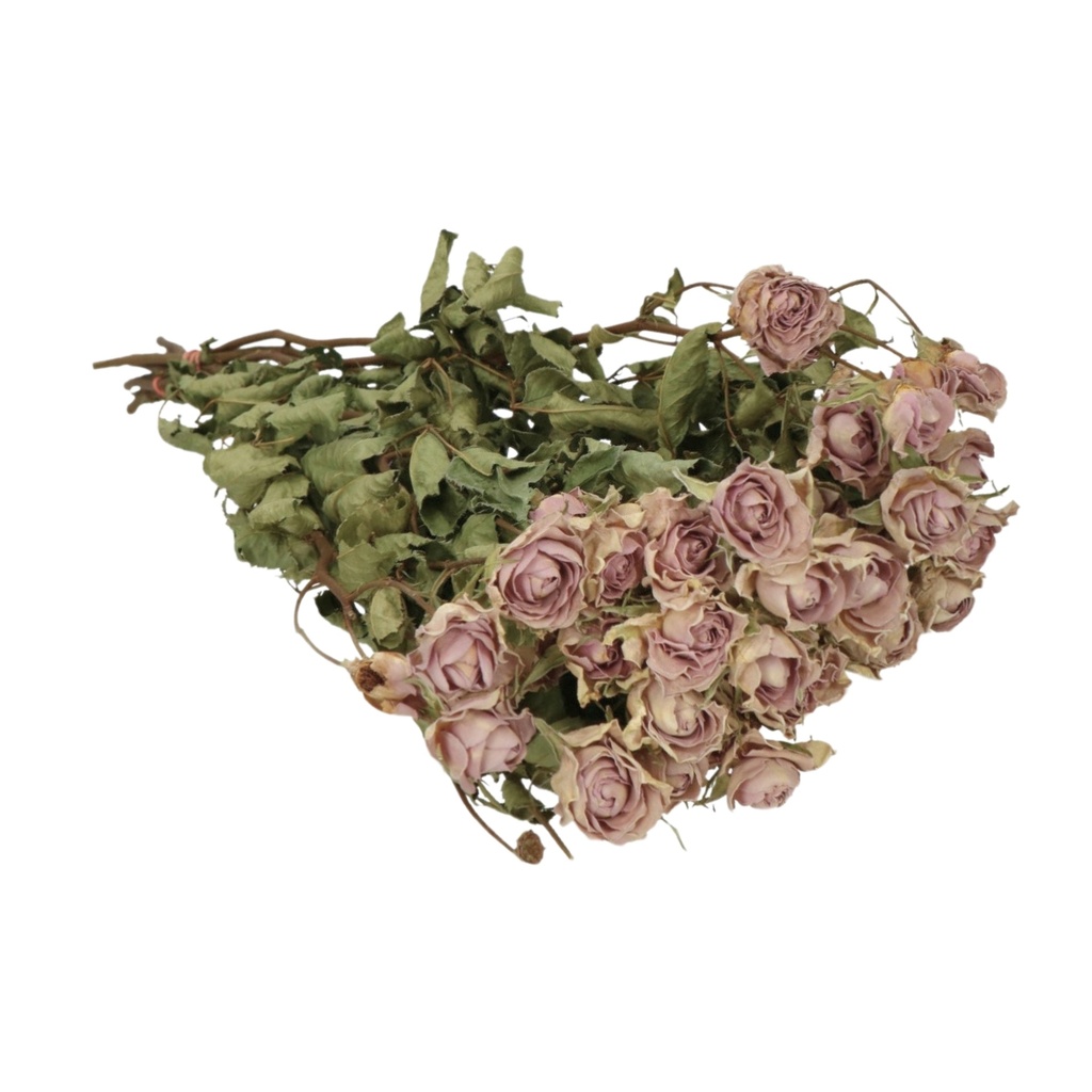 Dried Flowers - Spray Roses Natural Vintage Lila