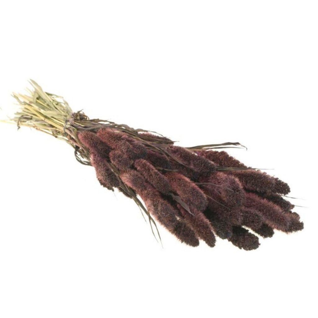 Dried Flowers - Setarea Dark Brown