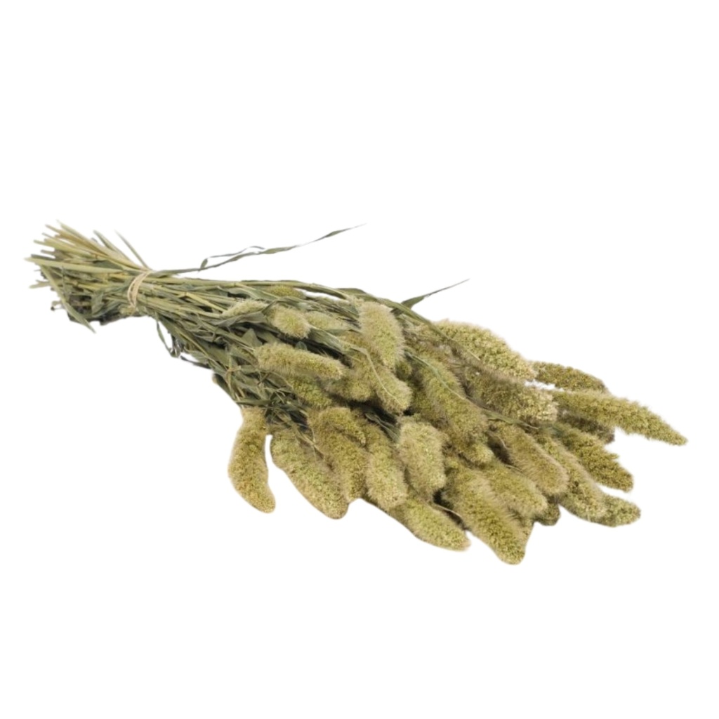 Dried Flowers - Setarea Natural Green