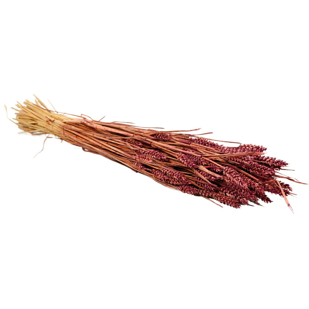 Dried Flowers - Tarwe (triticum) Burgundy