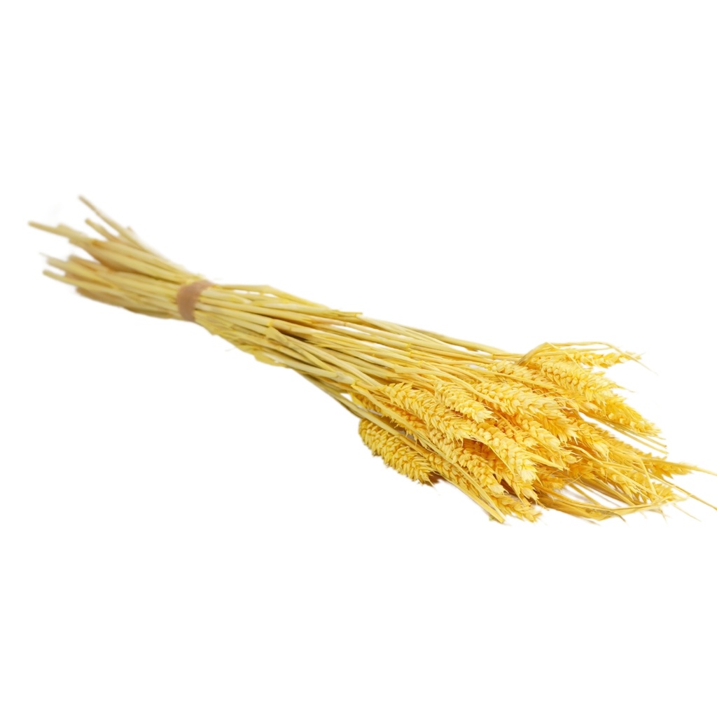 Dried Flowers - Tarwe (triticum) Light Yellow