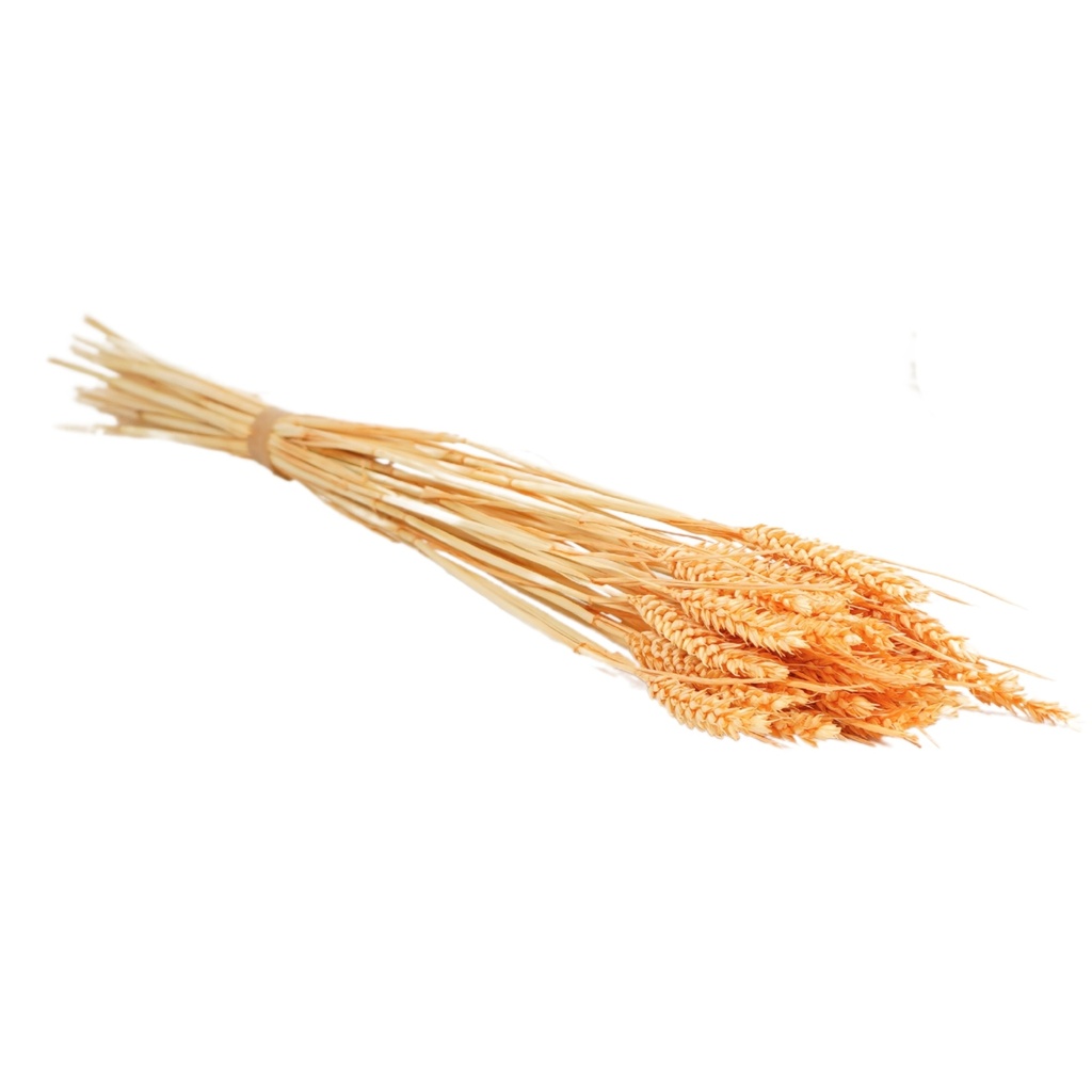 Dried Flowers - Tarwe (triticum) Peach