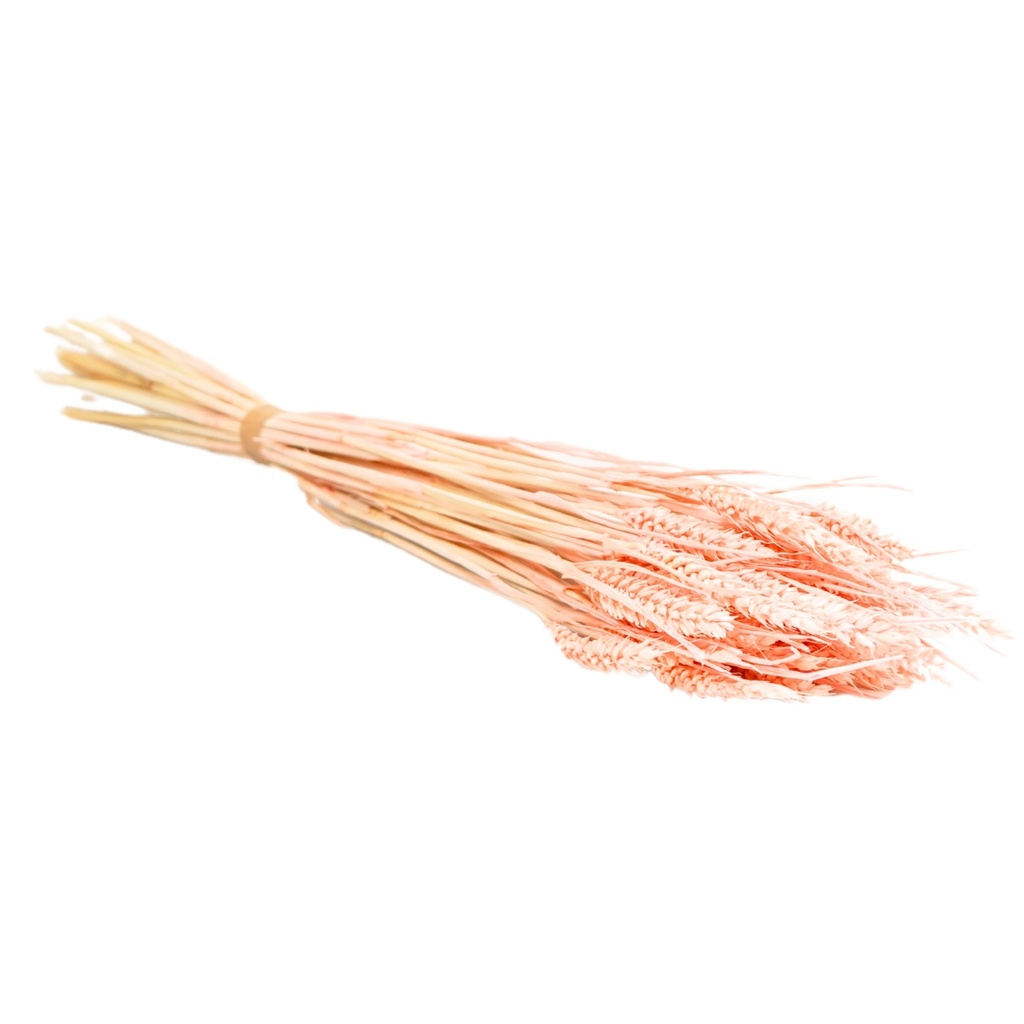 Dried Flowers - Tarwe (triticum) Pink Pastel