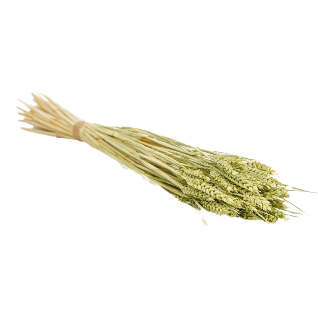 Dried Flowers - Tarwe (triticum) Soft Lime