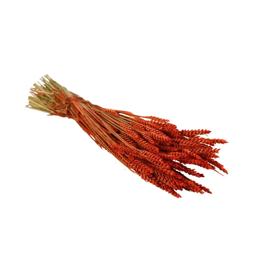 Dried Flowers - Tarwe (triticum) Terra