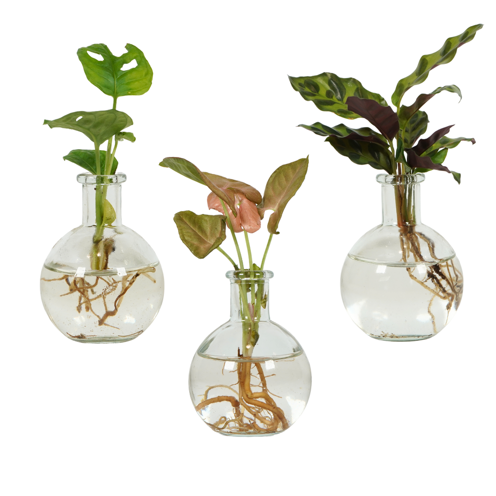 Waterplants mix in glass Samoa