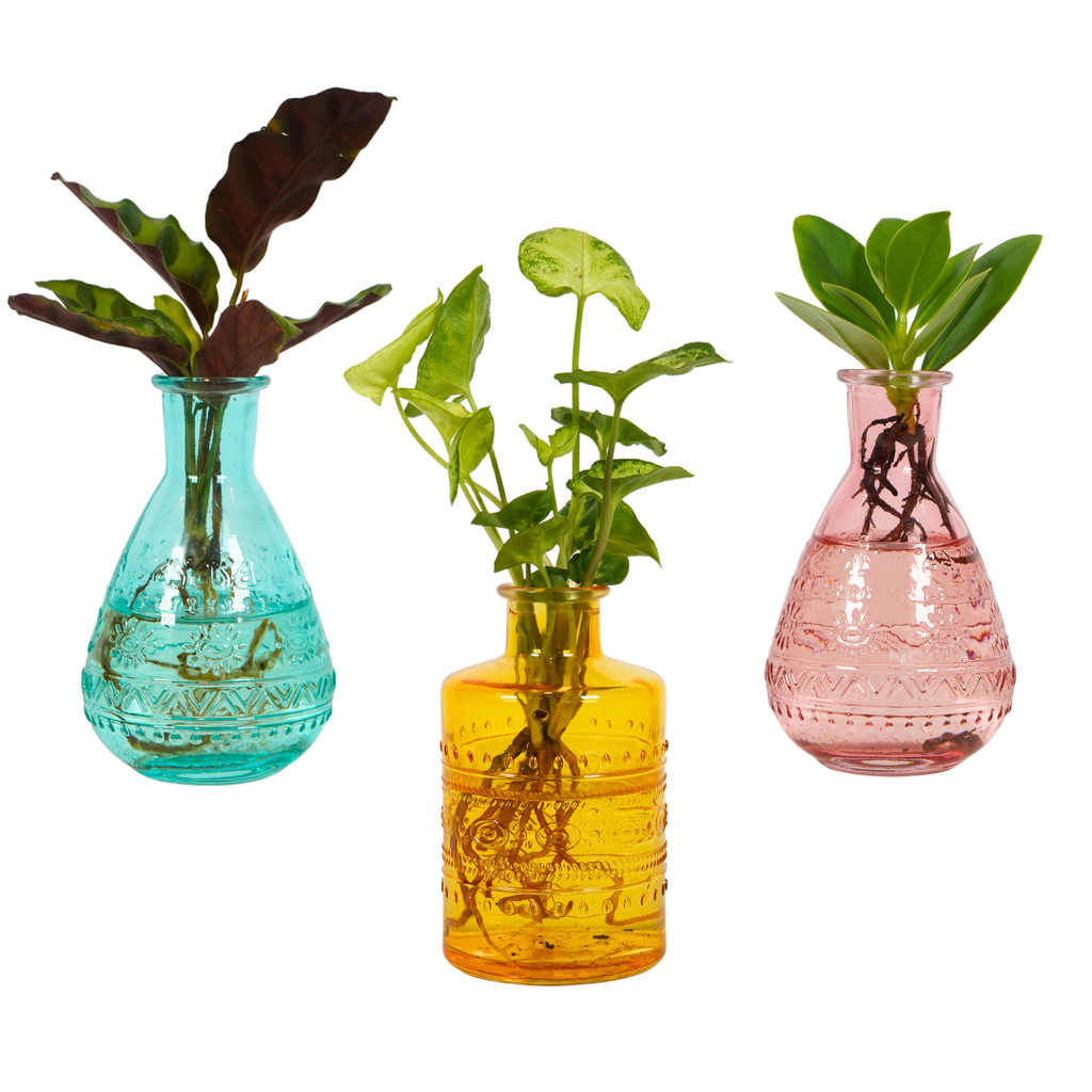 Waterplants mix in Salinas glass 3 colours