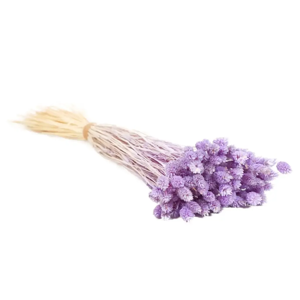 Dried Flowers - Phalaris Lilac