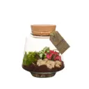 Terrarium Serena