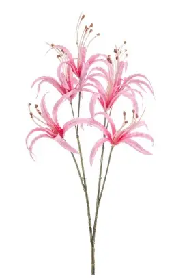 Nerine spray pink 55 cm