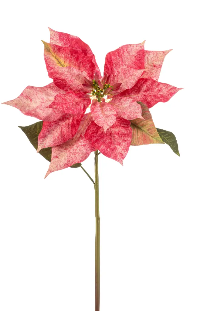 Poinsettia pink  Artificial