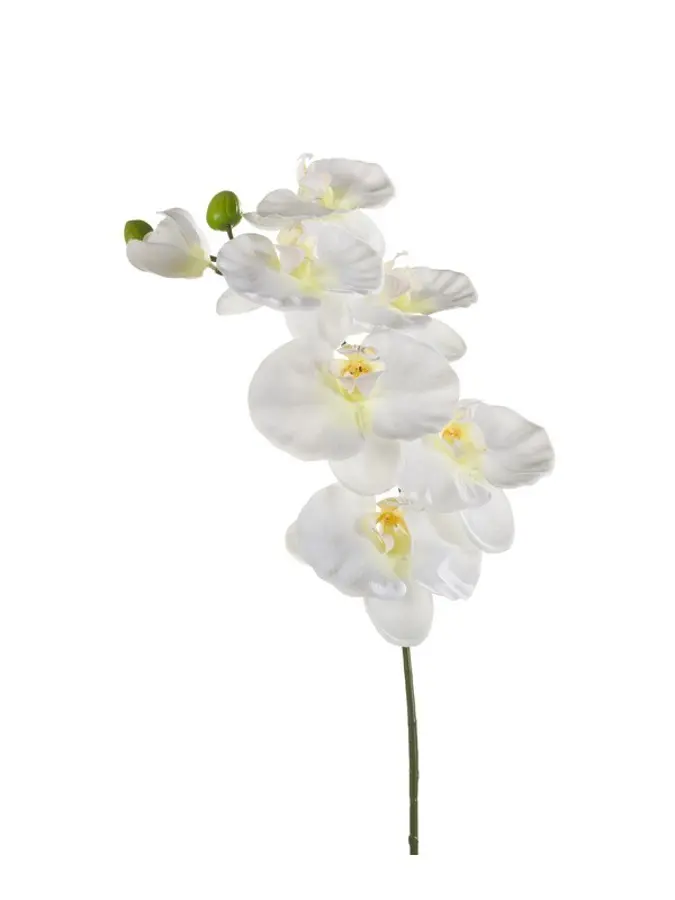 Phalaenopsis spray white 80cm