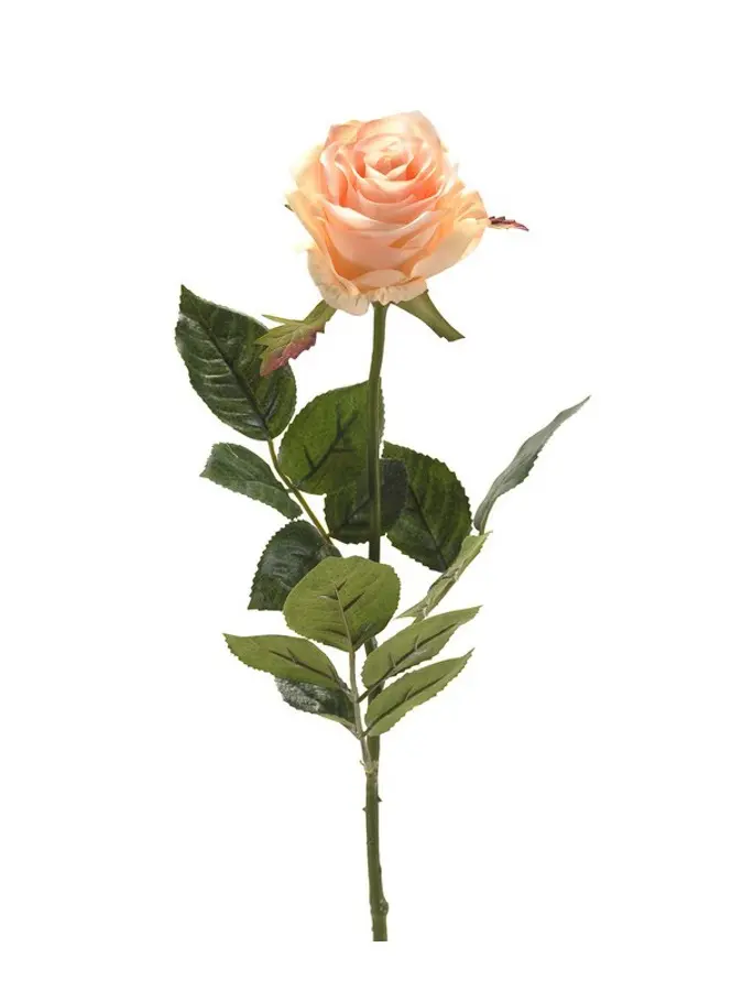 Rose simone spray peach 73cm 