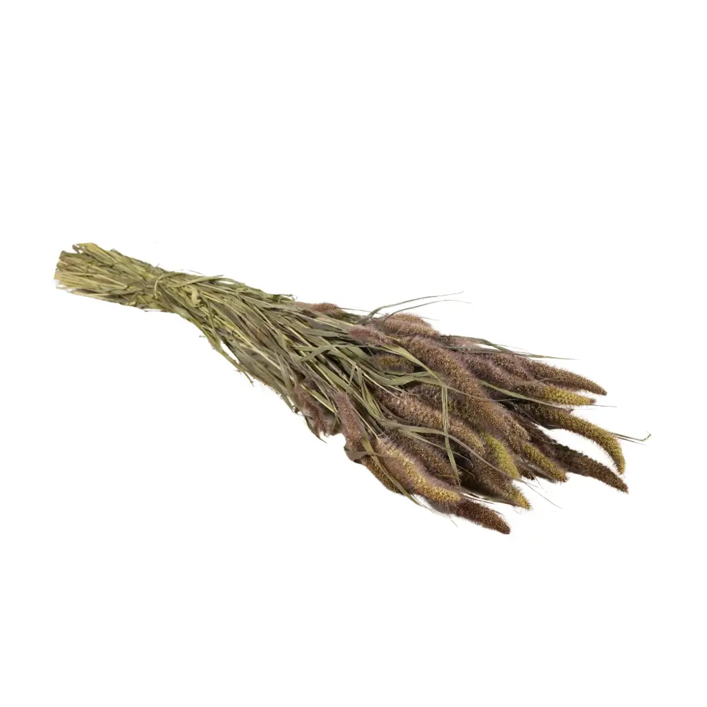 Dried Flowers - Setarea Red Jewel 