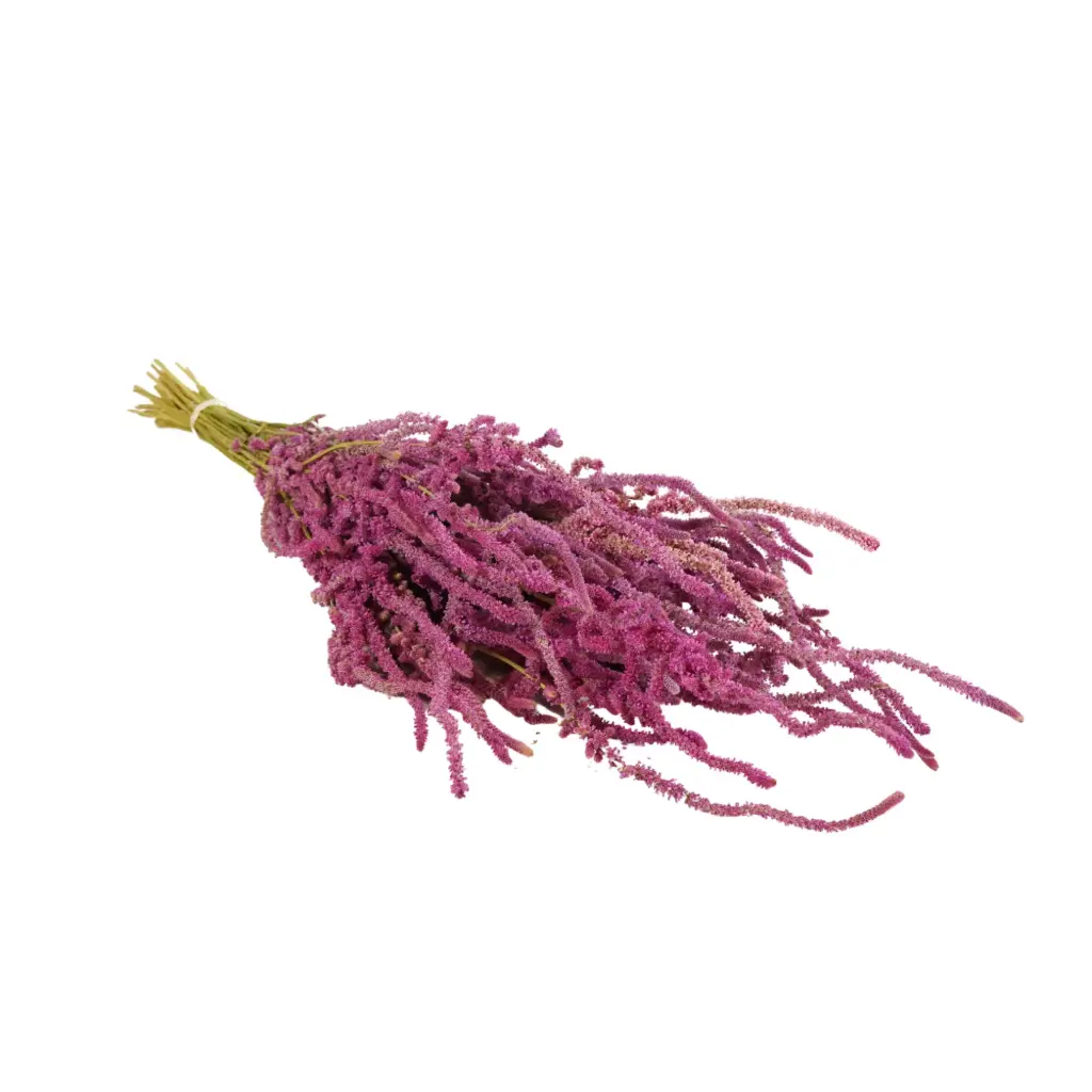 Dried Flowers - Statice Suworowii Natural Pink