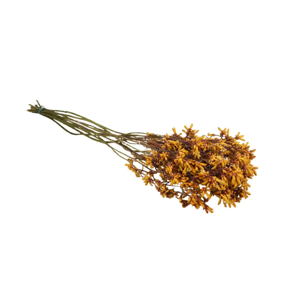 Dried Flowers - Anigozanthos Kangeroo Paw Natural Yellow