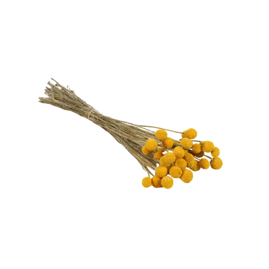 Dried Flowers - Craspedia Natural Yellow 