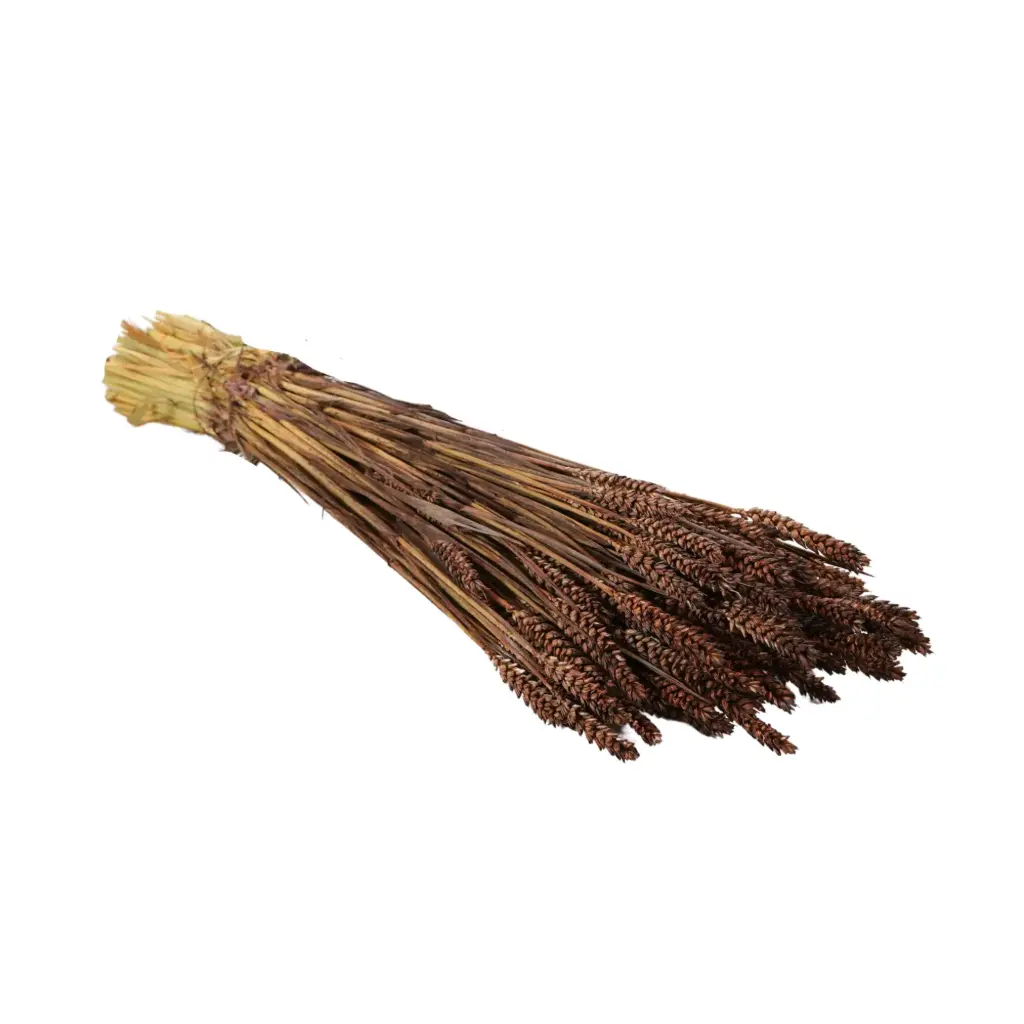 Dried Flowers - Tarwe (triticum) Dark Brown 