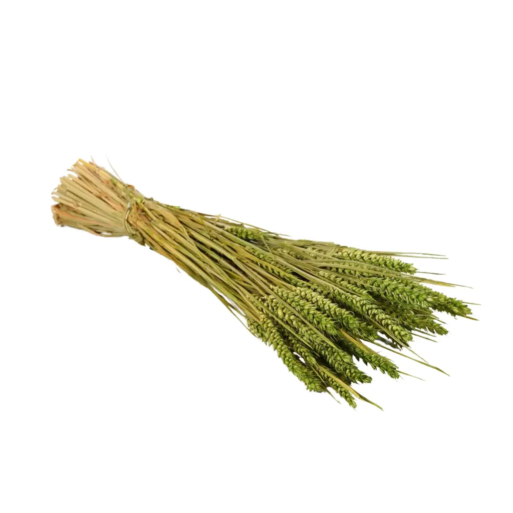 Dried Flowers - Tarwe (triticum) Dark Green 