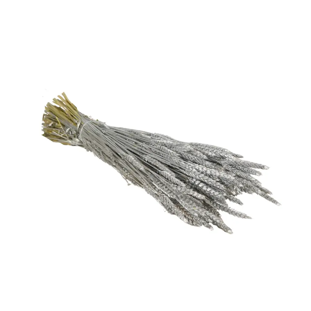 Dried Flowers - Tarwe (triticum) Silver