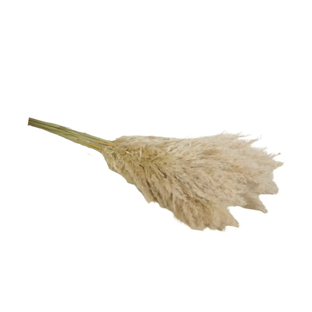 Dried Flowers - Cortaderia Natural 120cm 