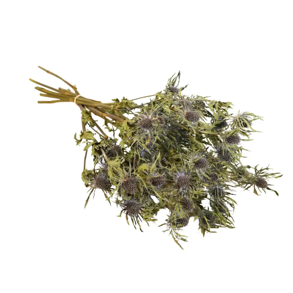 Dried Flowers - Eryngium Natural Blue 