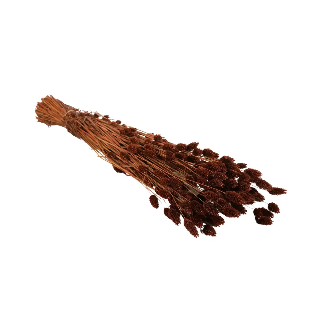 Dried Flowers - Phalaris Dark Brown 