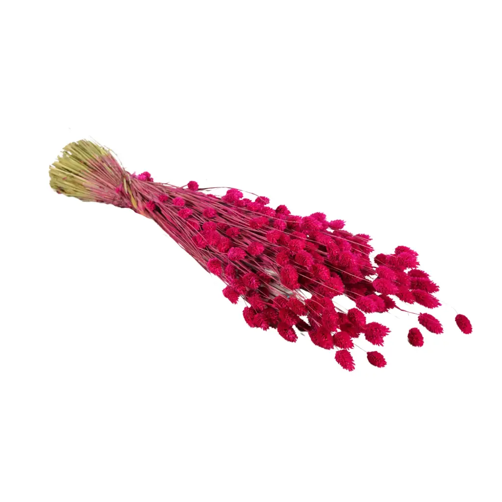Dried Flowers - Phalaris Fuchsia 