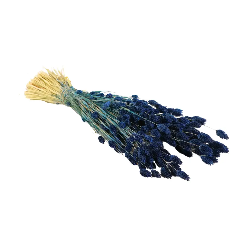 Dried Flowers - Phalaris Dark Blue 
