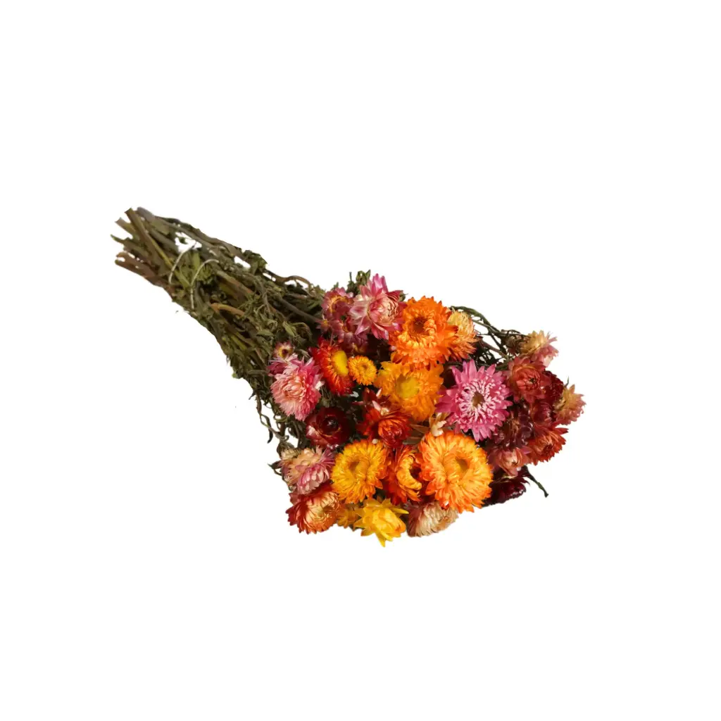 Dried Flowers - Helichrysum Mix 