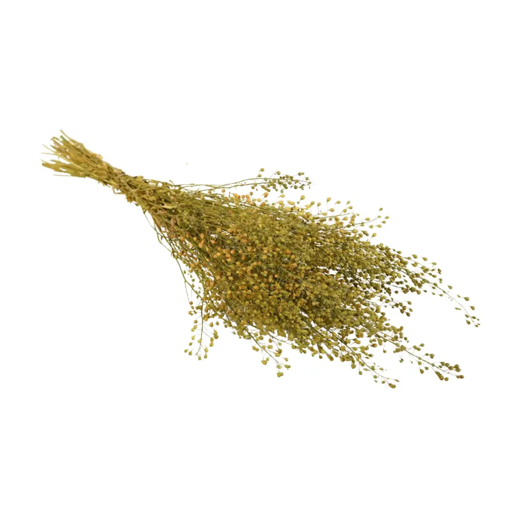 Dried Flowers - Lupidium Natural Green 