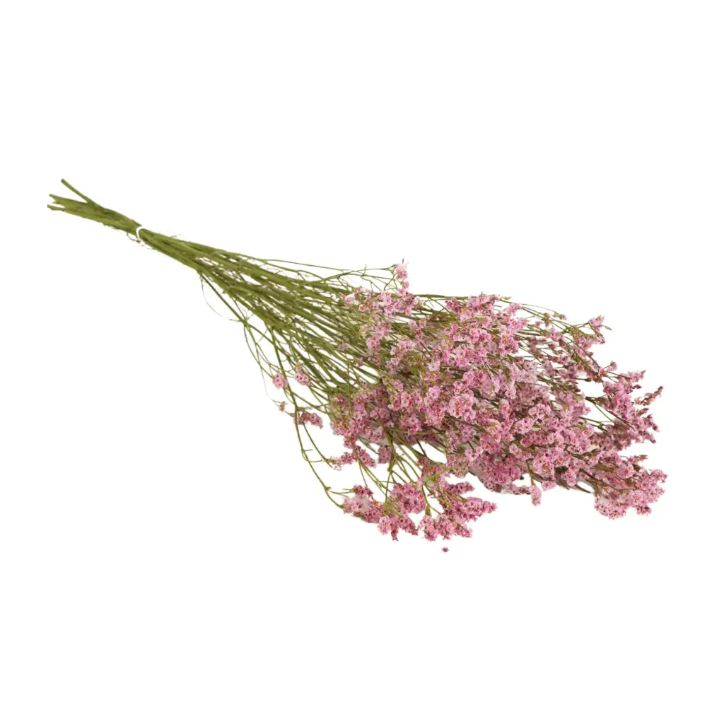 Dried Flowers - Limonium Natural Pink 