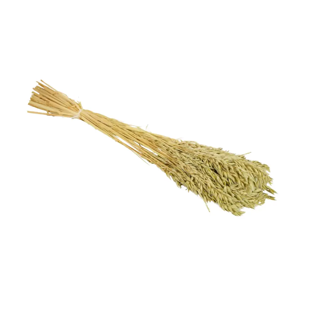 Dried Flowers - Haver (Avena) Soft Lime 