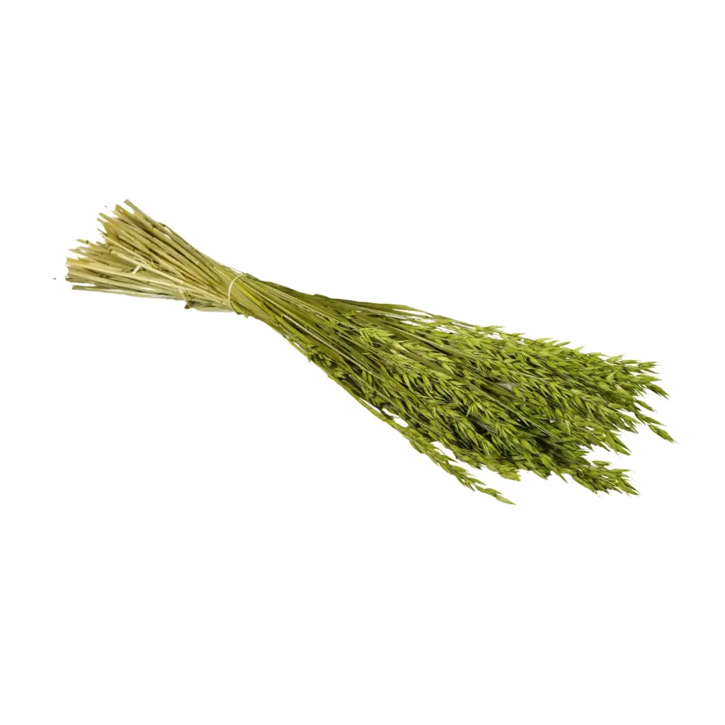Dried Flowers - Haver (Avena) Green 