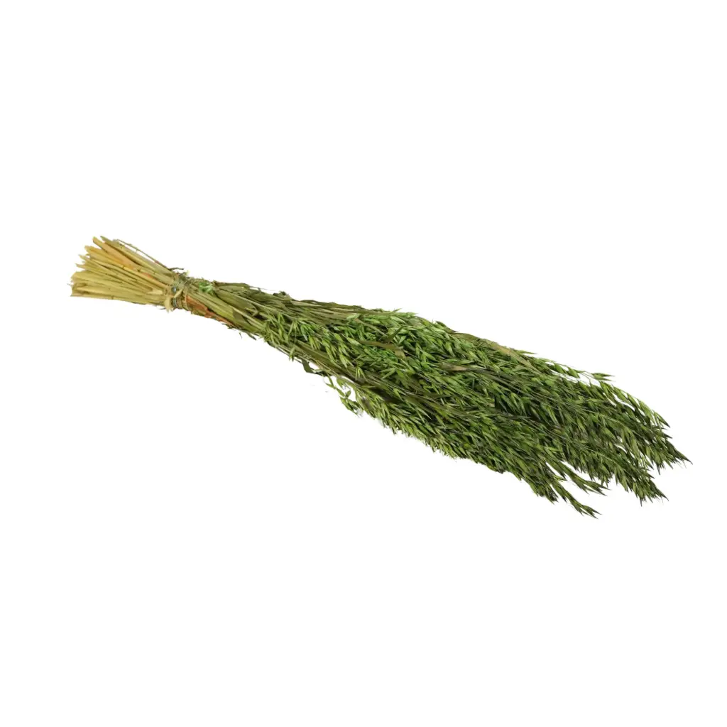 Dried Flowers - Haver (Avena) Dark Green 