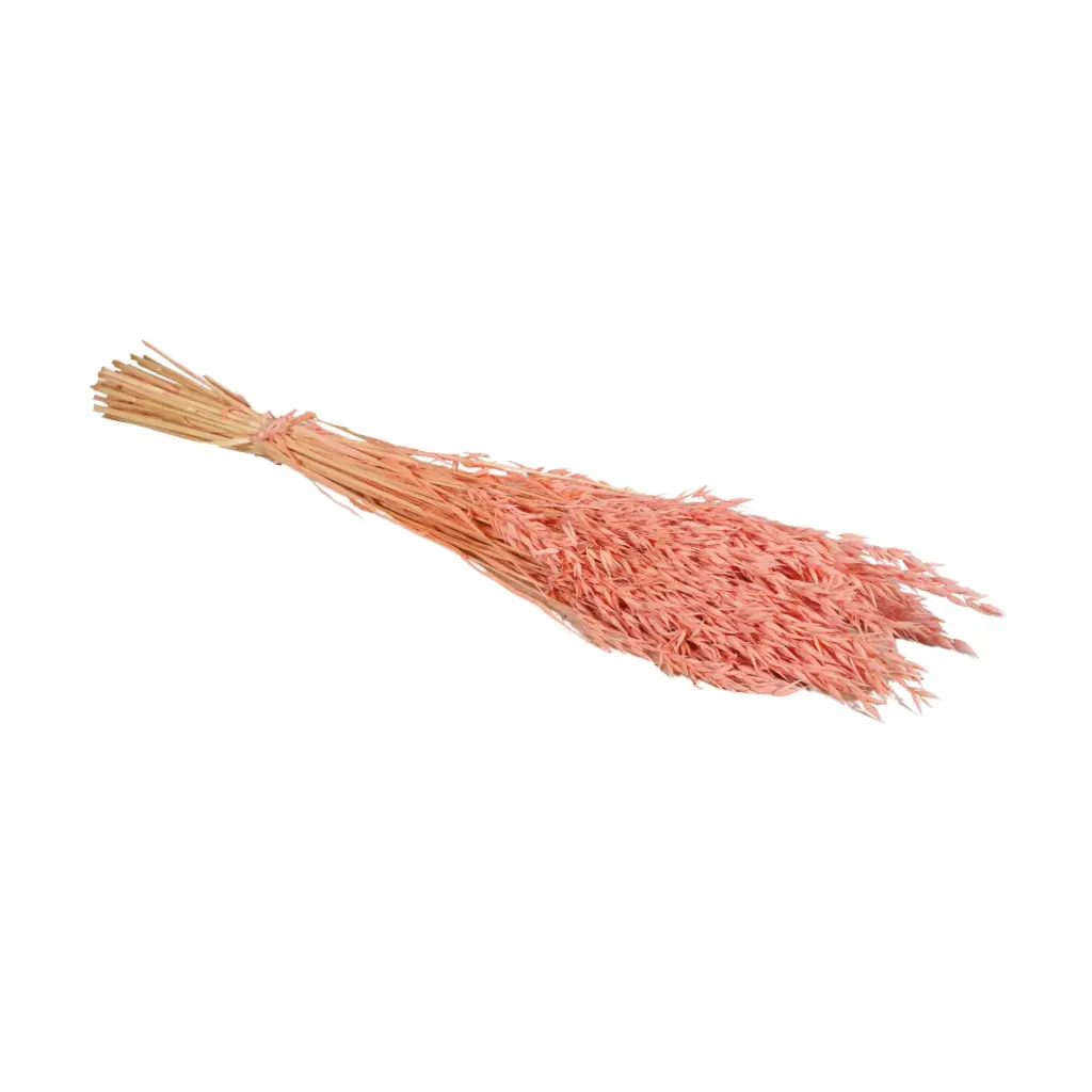 Dried Flowers - Haver (Avena) Light Pink 