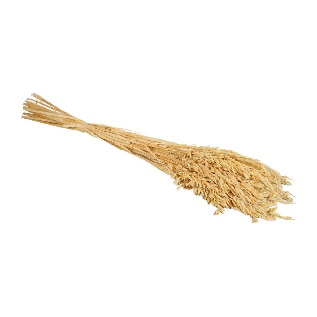 Dried Flowers - Haver (Avena) Bleached 